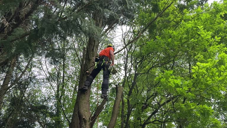 Why Choose Our Tree Removal Services in Taylor Creek, OH?